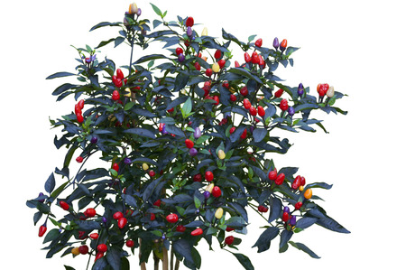 Vibrant Capsicum Annuum Plant Isolated on Whiteの写真素材