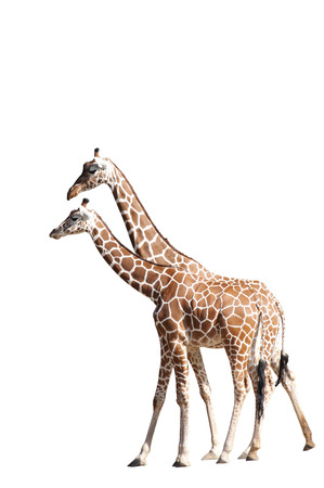 Giraffes Isolated on Whiteの写真素材