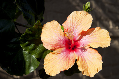 Hibiscusの写真素材