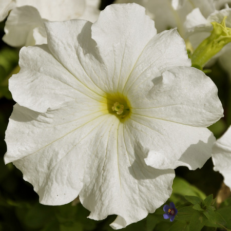A Beautiful White Petunia in Bloomの写真素材
