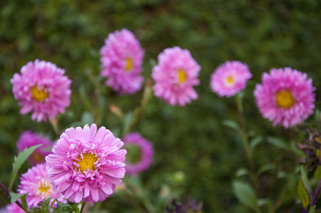 Pink Asters Amidst Greeneryの写真素材