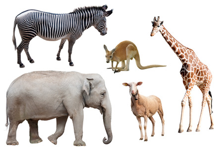 A Zebra, Elephant, Sheep, Kangaroo and Giraffe Isolatedの写真素材