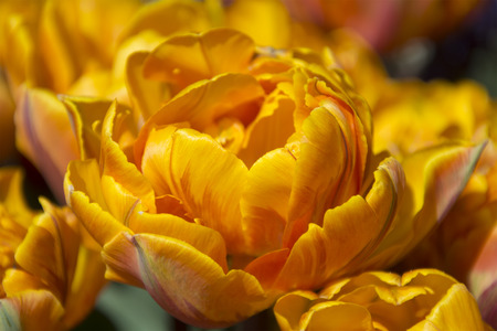 Beautiful Orange Tulips in Spring in Hollandの写真素材