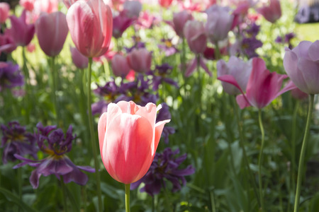 Beautiful Pink Tulips in Spring in the Netherlands