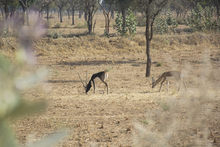 Black bucks in the wild in Rajasthan, Indiaの写真素材
