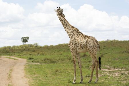 A Masai Giraffe looking back before crossing a track in Masai Mara on a sunny September afternoonの写真素材