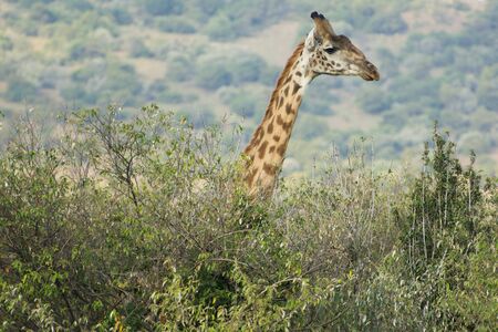 A Masai Giraffe in Masai Mara, Kenya on a September eveningの写真素材
