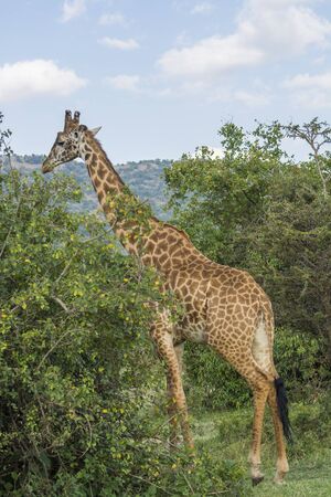 A Rothschild Giraffe Standing Amidst Bushes in Masai Mara, Kenya on a September eveningの写真素材