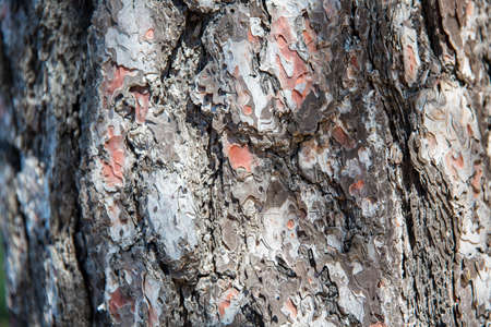 Tree Body Texture, Pine Tree Tree, Forest