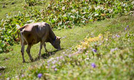 Cow, Eating Cow, Plateau and Farmingの写真素材