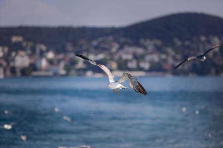 Sea Seagull, White Seagulls, Flying Seagullの写真素材