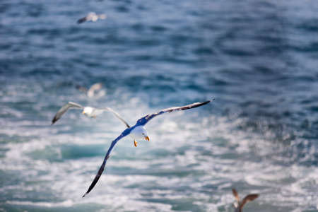 Sea Seagull, White Seagulls, Flying Seagullの写真素材