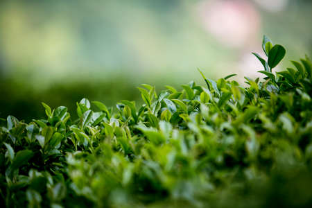 Field of Tea, Tea Leaves, Green Organic Tea