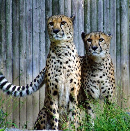 Two African Cheetahs