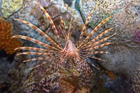 Zebra Lionfish の写真素材