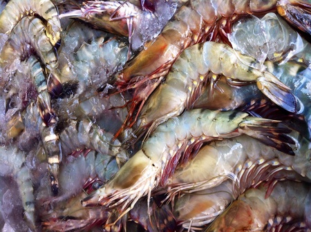 Fresh prawns at seafood marketの素材