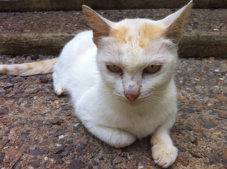 White cat lyingの素材