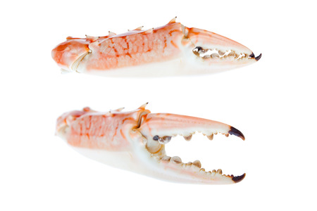 Cooked hot steamed claws of blue crab,isolated on white backgroundの写真素材