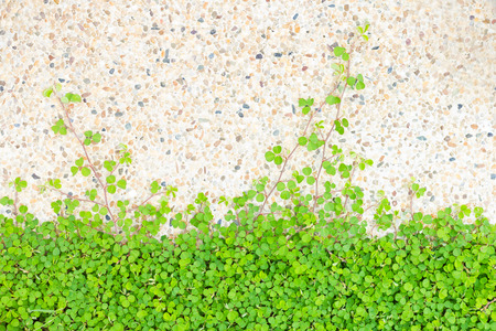 Green clover backgroundの写真素材