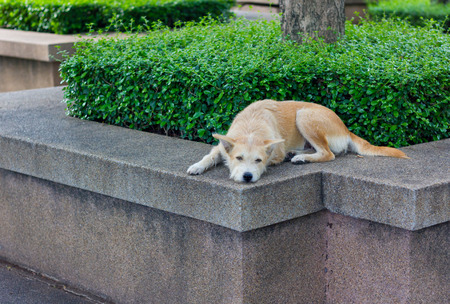 Brown dog looking away and lying in parkの写真素材