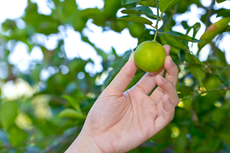 Hand holding fresh lemon from tree branch, in the vegetable gardenの写真素材