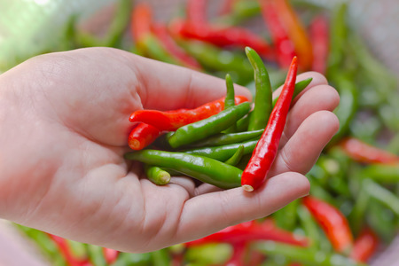 Woman hand holding fresh chili peppersの写真素材