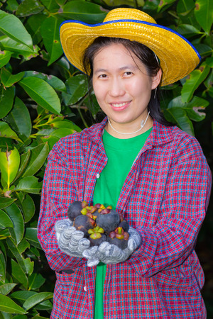 Asian woman (thai) agriculturist showing mangosteens on her hand, mangosteen is a tropical plantの写真素材