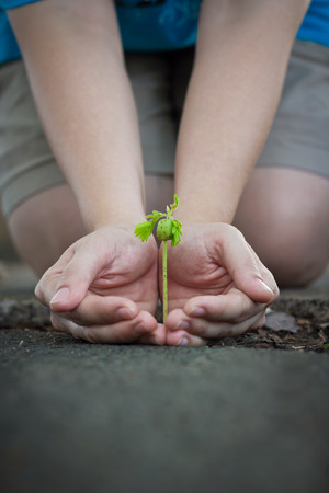 Human lady hands protect the tamarind sprout, seedling sprout up from the ground. , green earth conceptの写真素材