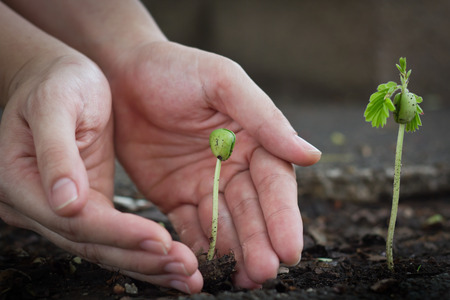 Human hands select to protect the smaller tamarind sproutの写真素材