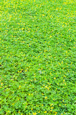 Green clover and yellow blossom background, shallow depth of field (DOF)の写真素材