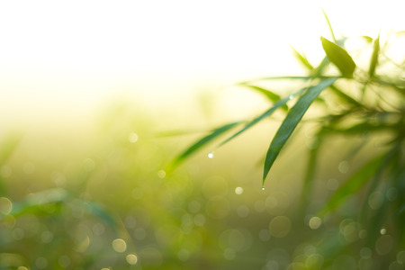 Defocused Bokeh, twinkling lights green and yellow blurred bokeh abstract light spring forest background. Natural bokeh from bamboo leaf. Blur picture style.の写真素材