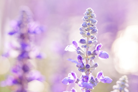 Purple beauty flowers in the garden. Beautiful natural floral use as background. Shallow depth of field (dof), selective focus. Close up with blurred nature background.の写真素材