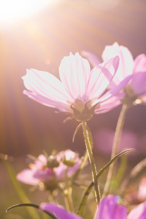Pink beauty cosmos flowers under the sunshine. Vertical image, close up with blurred nature background. Beautiful floral use as background. Vintage style.の写真素材