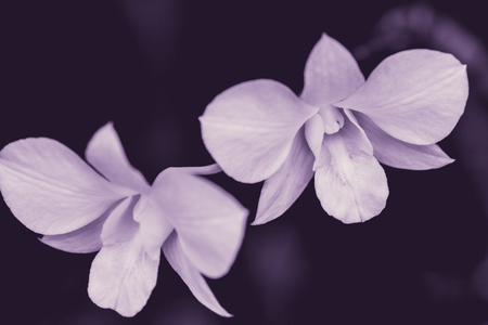 Close up beautiful orchid. Low key picture style. Selective focus.