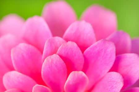 Pink flower petals macro abstract on nature background. Beautiful floral use as background. Shallow depth of field (dof), selective focus. Outdoors.の写真素材