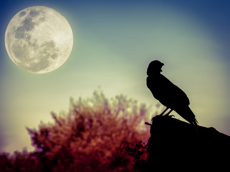 Beautiful night sky with full moon, tree and silhouette of crow on stone that can be used for...
