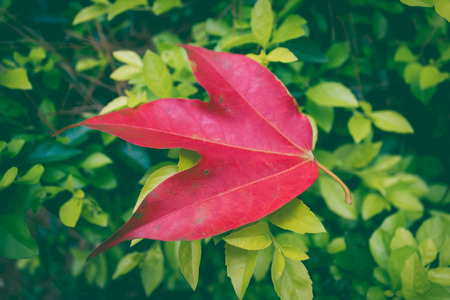 Closeup red maple leaf fall on green tree background. vignette style. Shallow depth of field (dof), selective focus.の写真素材