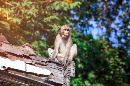 Adorable monkey sitting on a moldy wood on blurred nature background. Monkey relax in the day time with bright sunlight. Outdoor.の写真素材