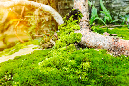 Nature background. Closeup moss on growth log with bright sunlight outdoor at the daytime. Shallow depth of field, selective Focus. Beauty tree with moss cover. Nature green wood sunshine backgrounds.の写真素材
