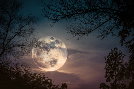 Silhouettes of dry trees against night sky with clouds and super moon over tranquil nature background. Landscape in the evening at national park. Beauty of nature. The moon were NOT furnished by NASA.の写真素材