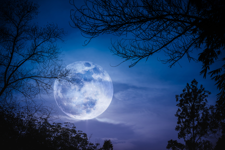 Silhouettes of dry trees against night sky with clouds and super moon over tranquil nature background. Landscape in the evening at national park. Beauty of nature. The moon were NOT furnished by NASA.の写真素材