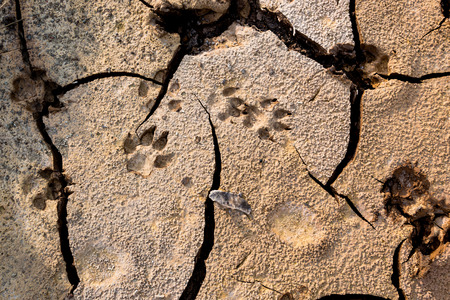 Dog footprints at the cracked ground. Animal footmarks in dried land. Outdoor at the daytime. Nature background. Vignette style.の写真素材