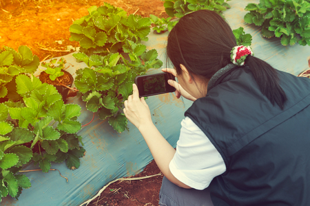 Asian female photographer taking photo organic strawberry fruit growing on plantation by smart phone. Outdoor at the daytime with bright sunlight at agriculture farm. Vintage picture style.の写真素材