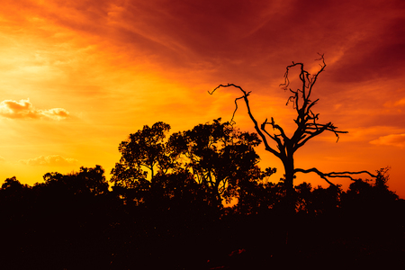 Fantastic landscape of orange sky with sun beams above silhouette of trees at sunset, serenity nature. Dramatic colorful scenery, beautiful background.の写真素材
