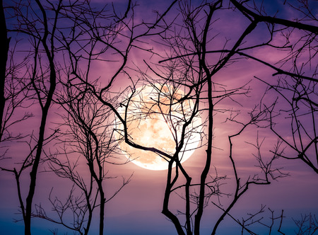Night landscape of sky and super moon with bright moonlight behind silhouette of dead tree, serenity nature background. Outdoors at nighttime. The moon taken with my own camera.の写真素材