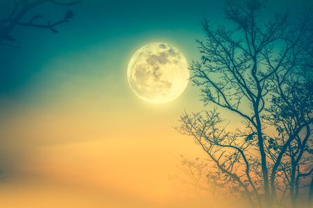 Night landscape of colorful sky, foggy is swinging between silhouette of dry tree and full moon. Serenity nature background. Outdoor at nighttime. Cross process. The moon taken with my own camera.の写真素材