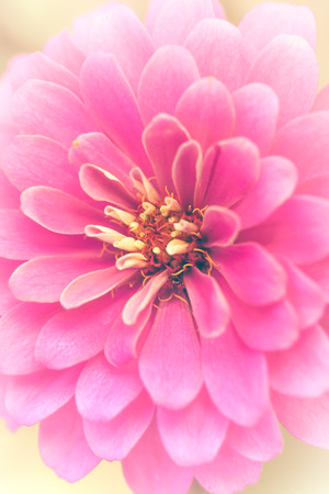 Closeup. Pink flower macro abstract blurred background. Beautiful floral with bright sunlight. Shallow depth of field (dof), selective focus. Vintage effect tone.の写真素材