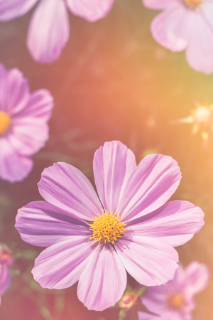 Closeup pink cosmos flowers blooming with bright sunlight on blurred nature background.の写真素材