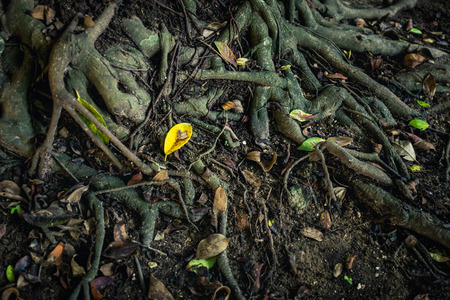 Dry leaves on roots of the banyan tree on ground in the tropical forest. Wet floor during rainy season. Nature background.の写真素材