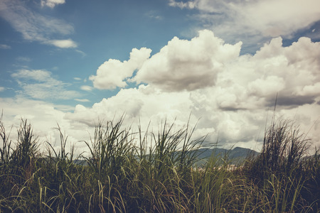 Beautiful landscape of blue sky with clouds above plants areas, serenity nature background. Outdoors with bright sunlight on summer day. Vintage film filter effect.の写真素材